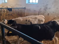 Ng'ombe dume, Russian Black pied cattle — picha 2