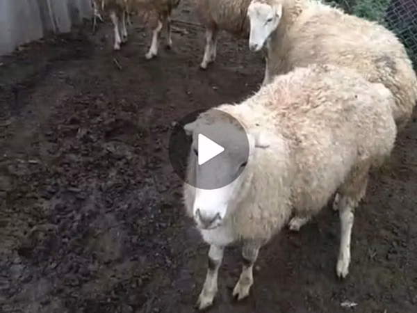 Sheep, Sheep