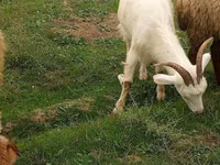 बकरी, Saanen goat — फ़ोटो 1