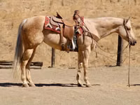 Farasi jike, Quarter Horse — picha 8