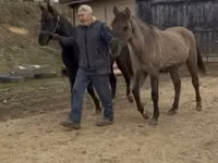 Farasi jike, Rocky Mountain Horse — picha 2
