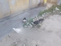 Ducks — फ़ोटो 1