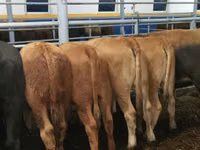 Bovinos (lote, sexo no especificado), Hereford — foto 6