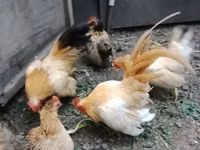 Bantam — picha 2