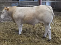 Bull, Blonde d’Aquitane cattle — photo 1