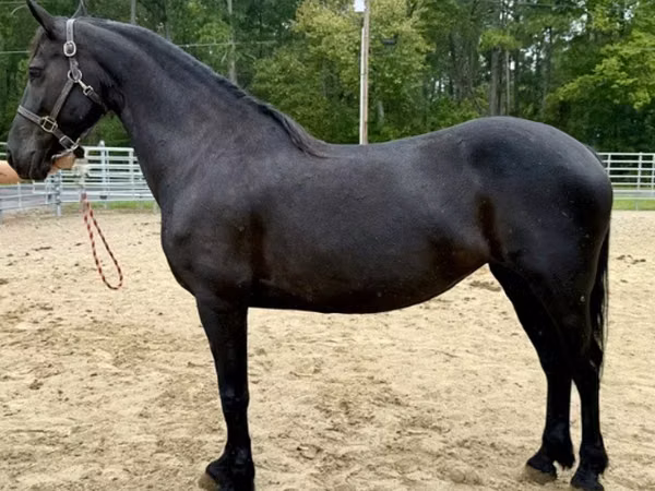 Farasi jike, Friesian