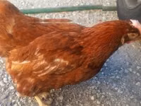 Chickens — picha 2