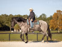 公马, Percheron — 照片 4