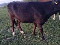 Kuh, Simmental cattle — Foto 5