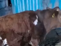 Ng'ombe jike, Latvian Blue cattle — picha 1