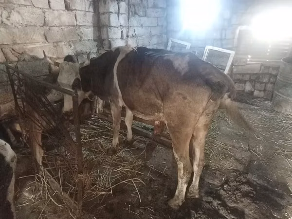 Ng'ombe jike, Simmental cattle