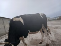 Kuh, Russian Black pied cattle — Foto 2
