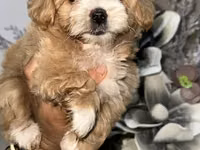 Məhsul: Toy pudel balaları Xüsusiyyətlər: - Cins: Toy Poodle (oyuncaq — picha 5