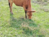 母牛, Cattle — 照片 1
