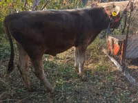 Ng'ombe dume, Swiss cattle — picha 2