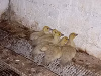 Ducks — 照片 1