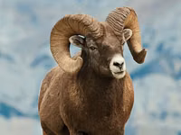 मेढ़ा, Gorkov sheep — फ़ोटो 1