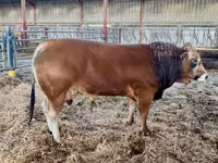 Bull, Partenaise cattle — photo 6