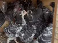 Chickens — फ़ोटो 4