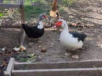 Domestic Muscovy — photo 1