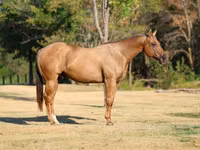 Farasi dume, Quarter Horse — picha 3