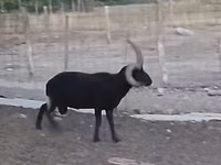 كبش, Shetland sheep — الصورة 1