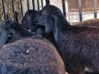 मेढ़ा, Kazakh fat-tailed coarsewool sheep — फ़ोटो 3