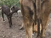 Ng'ombe jike, Simmental cattle — picha 4