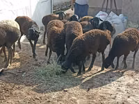 Ovejas (lote, sexo no especificado), Tajik sheep — foto 5