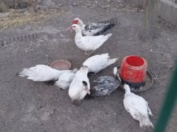 Ducks