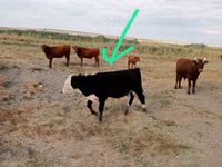 Toro, Raza Kalmyk — foto 2