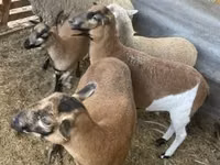 Kondoo jike, Cameroon sheep — picha 1