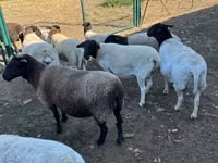 भेड़, Dorper sheep — फ़ोटो 4
