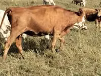 Cow, Red Steppe Cow — photo 2