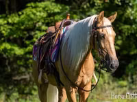 Farasi dume, Palomino — picha 5