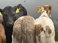 牛只（批次，未指定性别）, Cattle — 照片 3