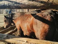 Farasi dume, Kustanai horse — picha 1