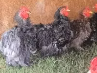 Bantam Pekín — foto 4