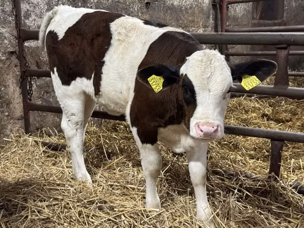 Ng'ombe (kikundi, jinsia haijatajwa), Simmental cattle