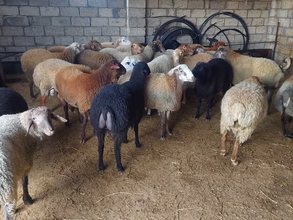 Ram, Sheep