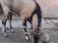 تيس, Nubian Goat — الصورة 3