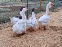 Geese — الصورة 7