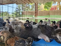 Chickens — picha 2