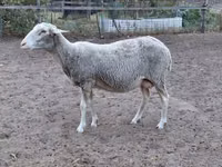 Schaf, Lacaune sheep — Foto 4