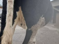 Kuh, Russian Black pied cattle — Foto 3