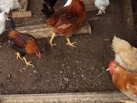 Brahma — Foto 2