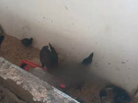 Ayam Cemani — picha 1