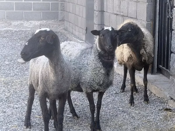 母羊, Romanov sheep