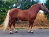 Horse (M), Noriker — photo 1