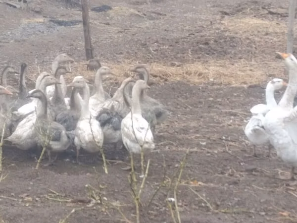 Geese